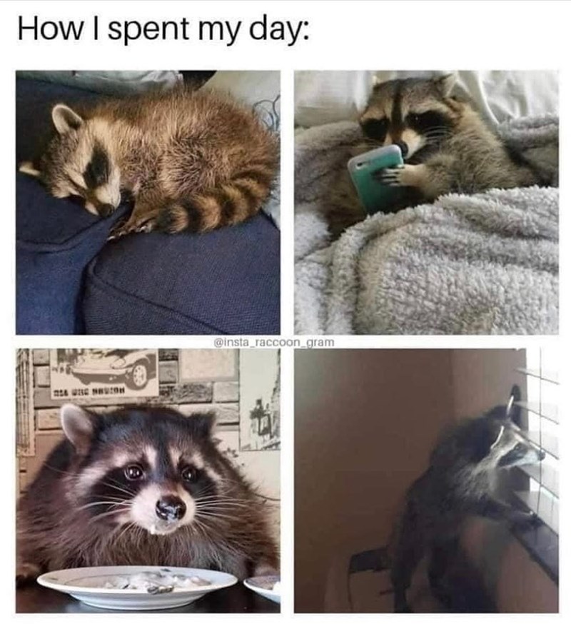 How I spent my day: @insta_raccoon_gram