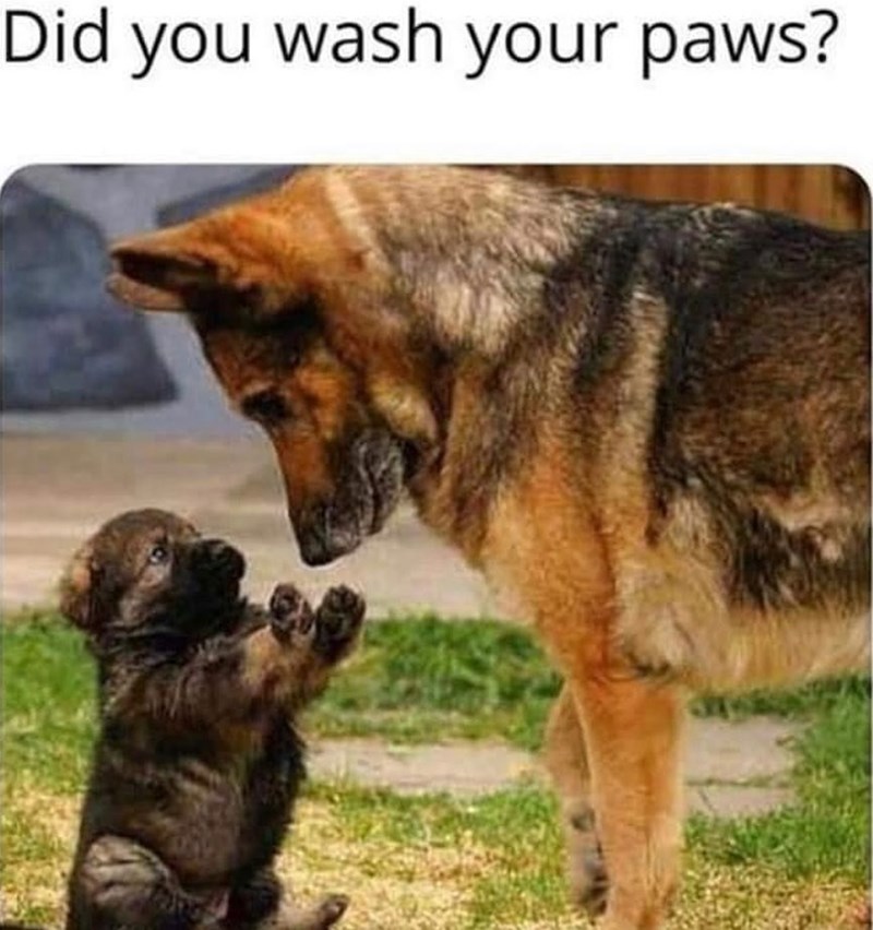Did you wash your paws?