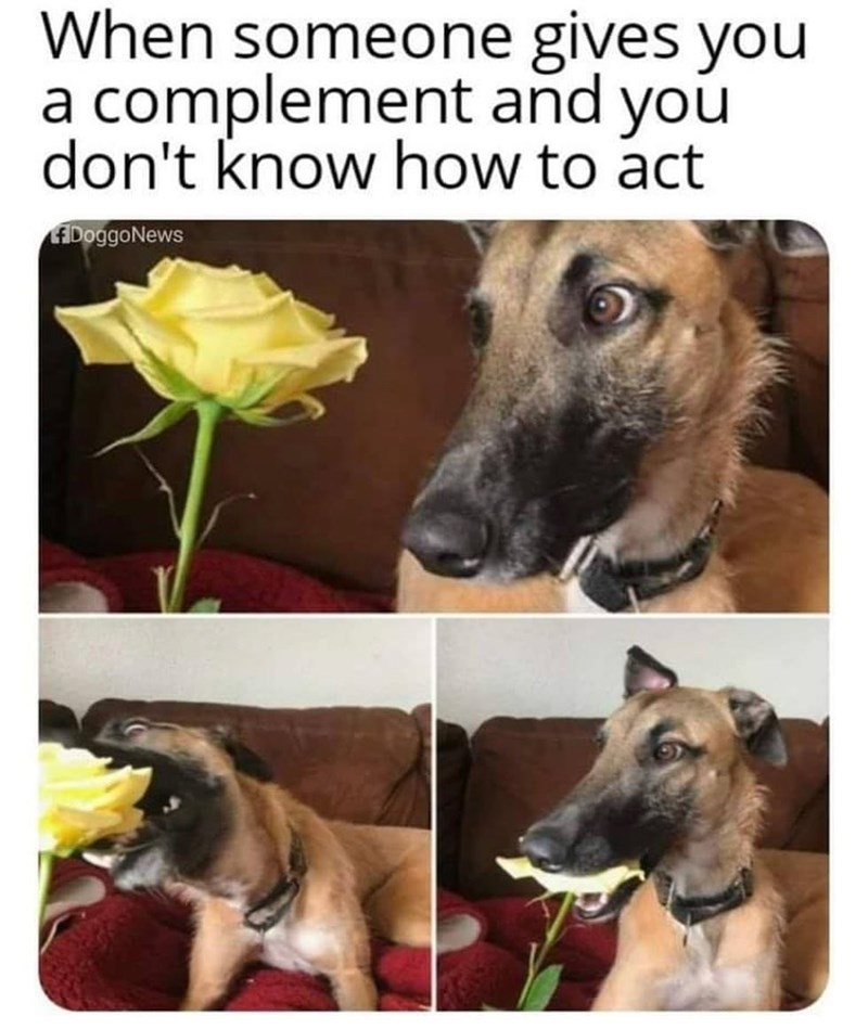 When someone gives you a complement and you don't know how to act if DoggoNews