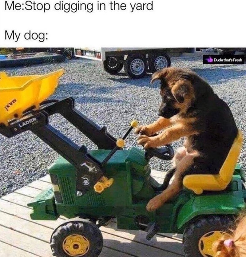 pxww Me:Stop digging in the yard My dog: LADER Dude that's Fresh