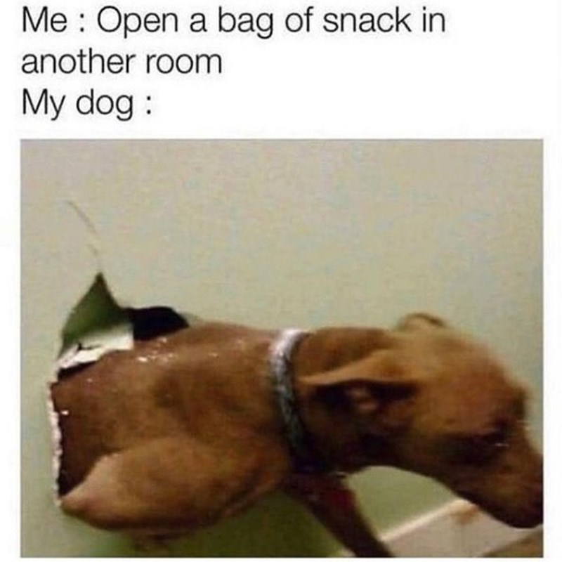 Me: Open a bag of snack in another room My dog: