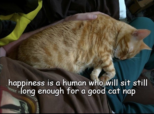 W happiness is a human who will sit still long enough for a good cat nap