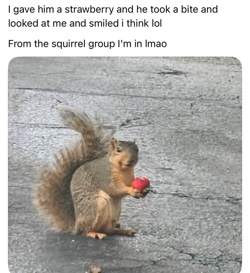 I gave him a strawberry and he took a bite and looked at me and smiled i think lol From the squirrel group I'm in Imao