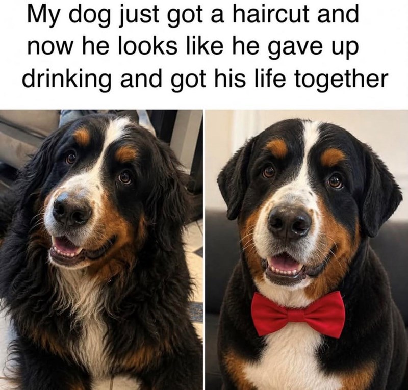 My dog just got a haircut and now he looks like he gave up drinking and got his life together