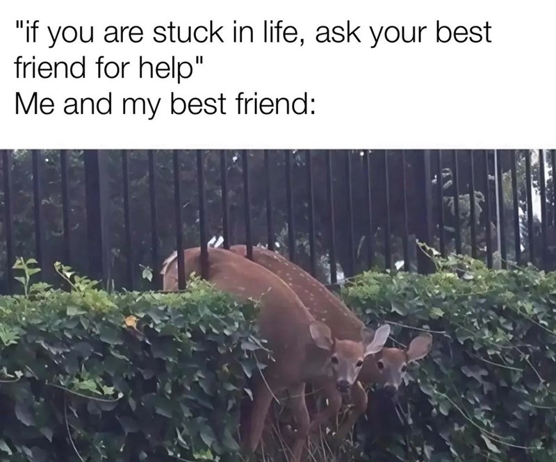 "if you are stuck in life, ask your best friend for help" Me and my best friend: