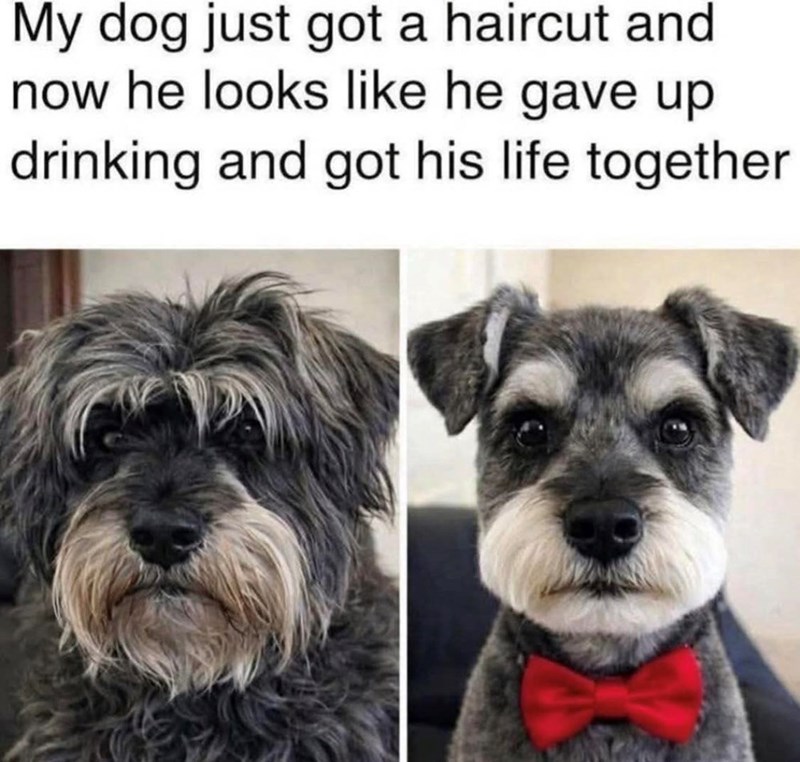 My dog just got a haircut and now he looks like he gave up drinking and got his life together