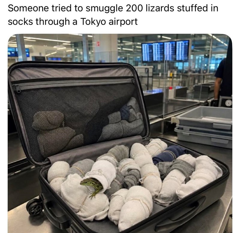 Someone tried to smuggle 200 lizards stuffed in socks through a Tokyo airport