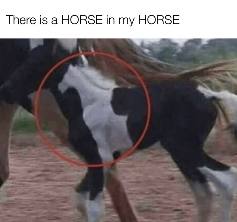 There is a HORSE in my HORSE