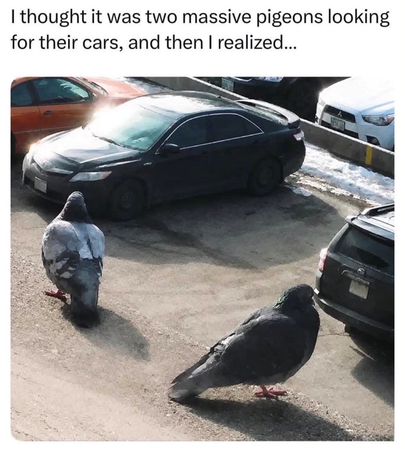 I thought it was two massive pigeons looking for their cars, and then I realized...