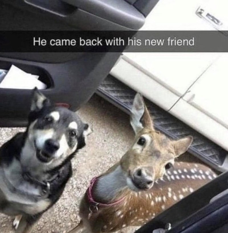 He came back with his new friend