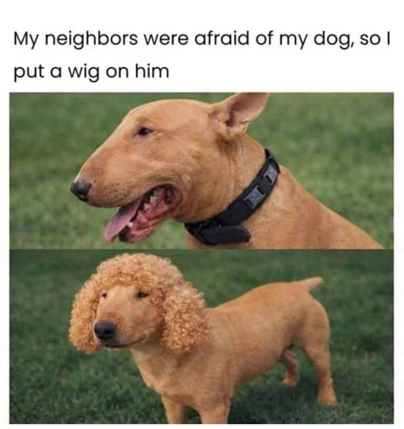 My neighbors were afraid of my dog, so I put a wig on him