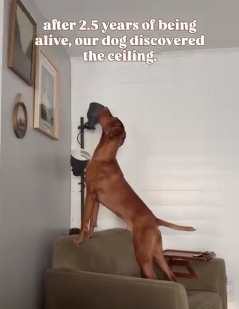 after 2.5 years of being alive, our dog discovered the ceiling.