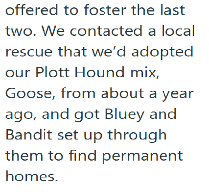 offered to foster the last two. We contacted a local rescue that we'd adopted our Plott Hound mix, Goose, from about a year ago, and got Bluey and Bandit set up through them to find permanent homes.