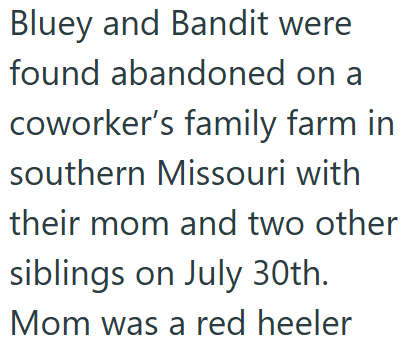 Bluey and Bandit were found abandoned on a coworker's family farm in southern Missouri with their mom and two other siblings on July 30th. Mom was a red heeler