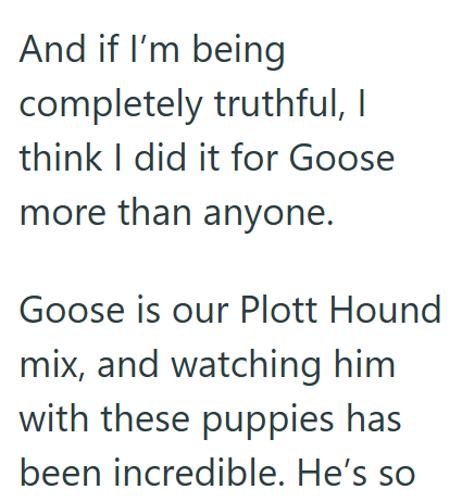 And if I'm being completely truthful, I think I did it for Goose more than anyone. Goose is our Plott Hound mix, and watching him. with these puppies has been incredible. He's so
