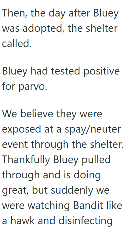 Then, the day after Bluey was adopted, the shelter called. Bluey had tested positive for parvo. We believe they were exposed at a spay/neuter event through the shelter. Thankfully Bluey pulled through and is doing great, but suddenly we were watching Bandit like a hawk and disinfecting