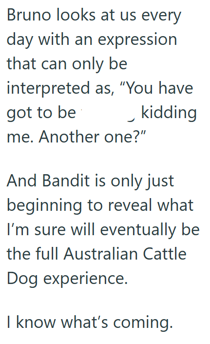 Bruno looks at us every day with an expression that can only be interpreted as, "You have got to be _ kidding me. Another one?" And Bandit is only just beginning to reveal what I'm sure will eventually be the full Australian Cattle Dog experience. I know what's coming.