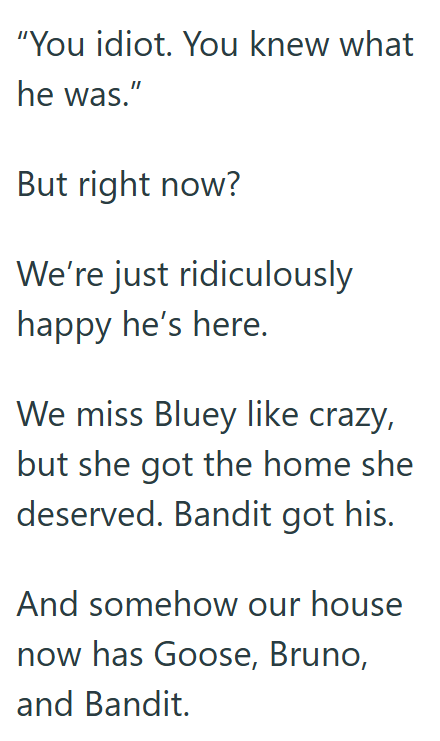 "You idiot. You knew what he was." But right now? We're just ridiculously happy he's here. We miss Bluey like crazy, but she got the home she deserved. Bandit got his. And somehow our house now has Goose, Bruno, and Bandit.