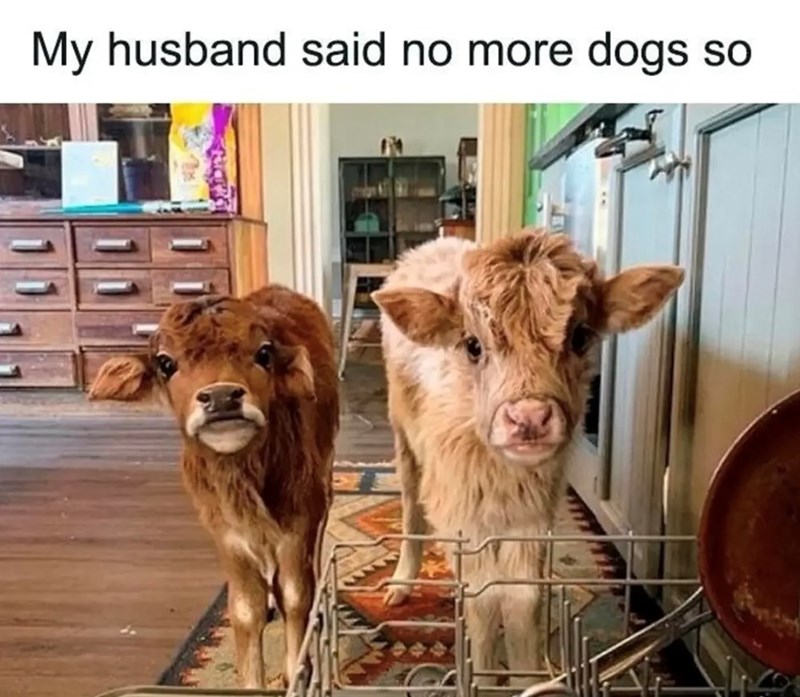 My husband said no more dogs so