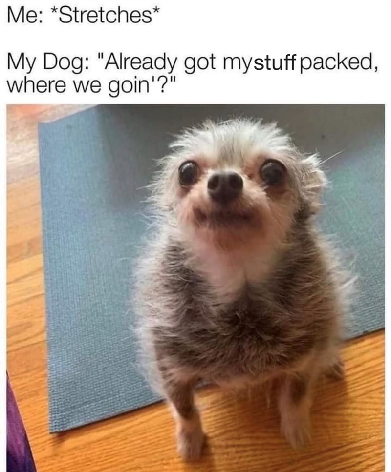 Me: *Stretches* My Dog: "Already got mystuff packed, where we goin'?"