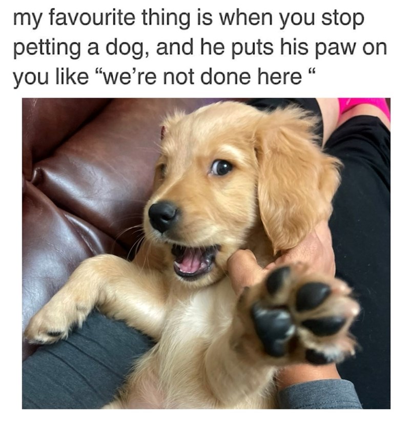 my favourite thing is when you stop petting a dog, and he puts his paw on you like "we're not done here"
