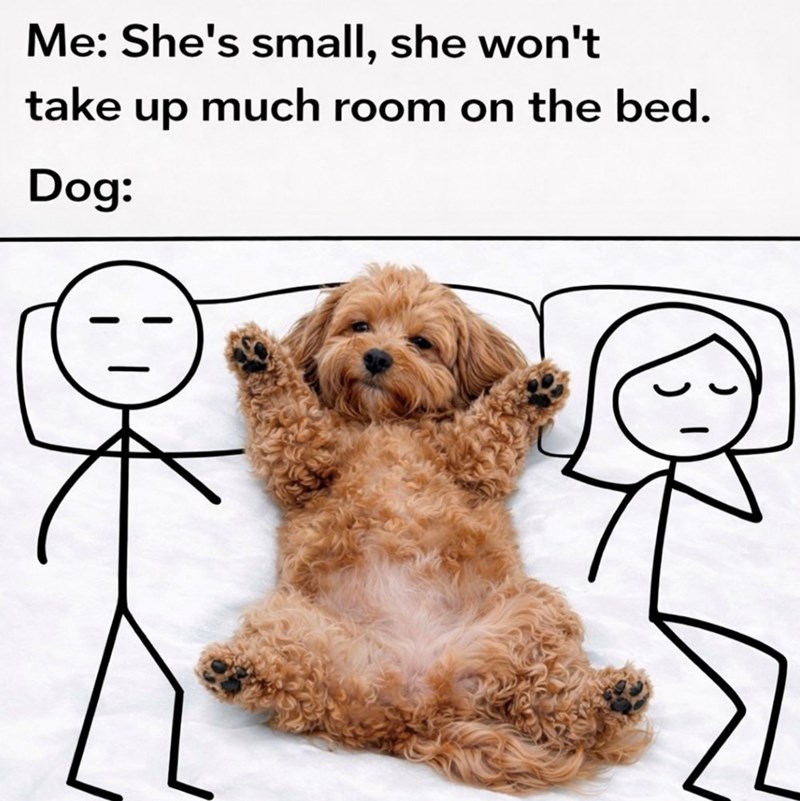 Me: She's small, she won't take up much room on the bed. Dog: