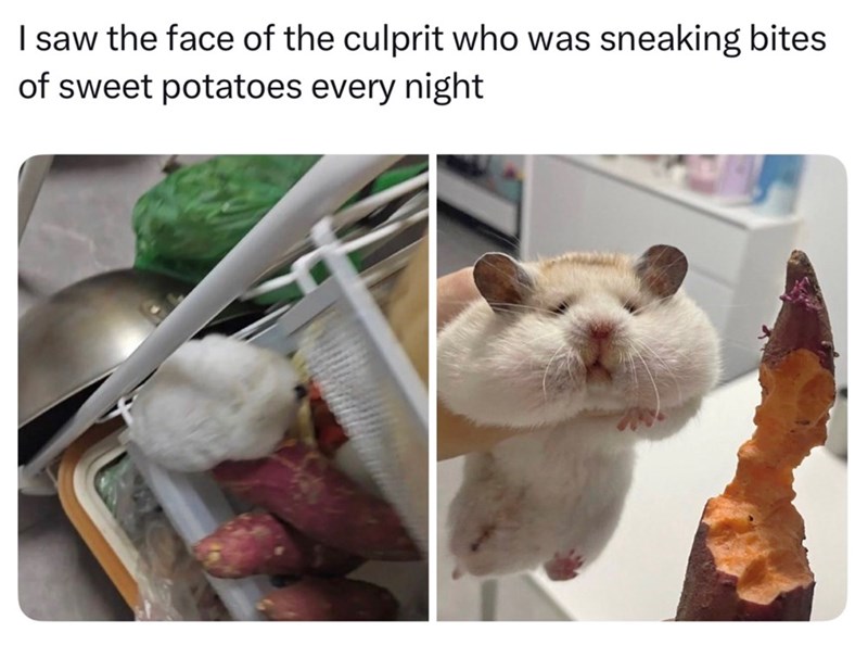 I saw the face of the culprit who was sneaking bites of sweet potatoes every night