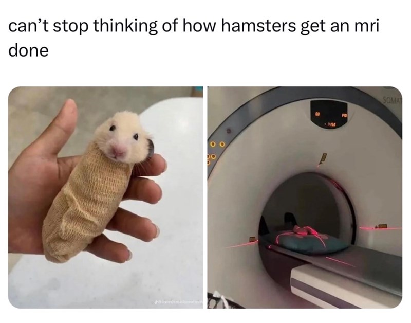 can't stop thinking of how hamsters get an mri done lovesmattech 00 1150 140 SOMAT