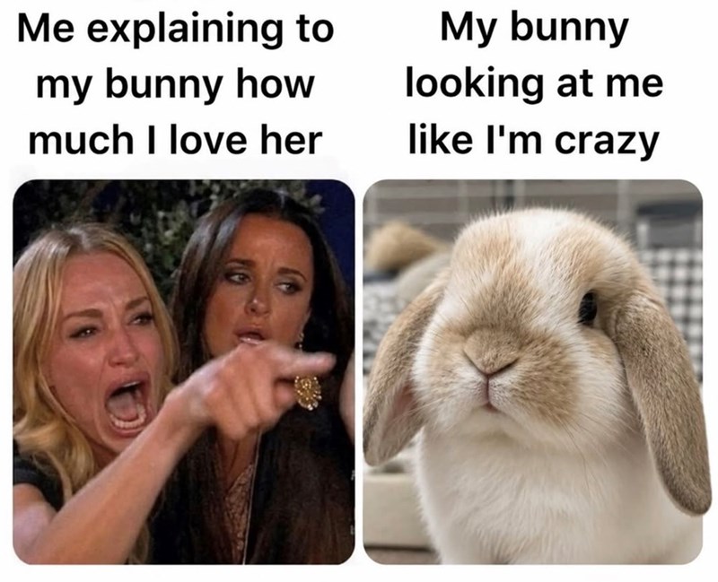 Me explaining to my bunny how My bunny looking at me much I love her like I'm crazy