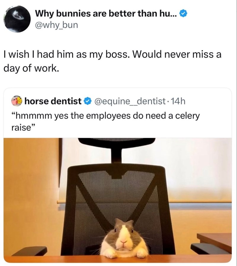 Why bunnies are better than hu... @why_bun I wish I had him as my boss. Would never miss a day of work. horse dentist @equine_dentist. 14h "hmmmm yes the employees do need a celery raise"
