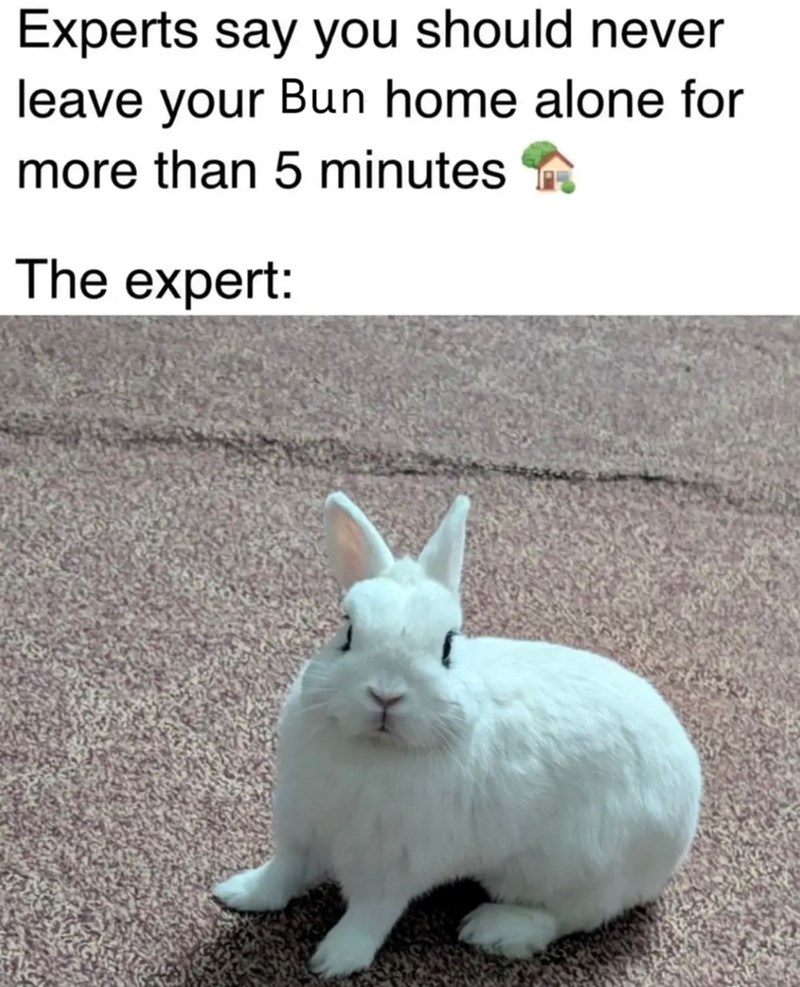 Experts say you should never leave your Bun home alone for more than 5 minutes The expert: