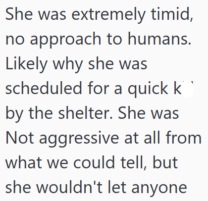 She was extremely timid, no approach to humans. Likely why she was scheduled for a quick k by the shelter. She was Not aggressive at all from what we could tell, but she wouldn't let anyone