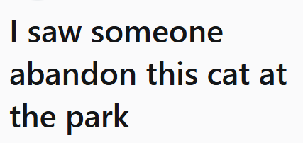 I saw someone abandon this cat at the park