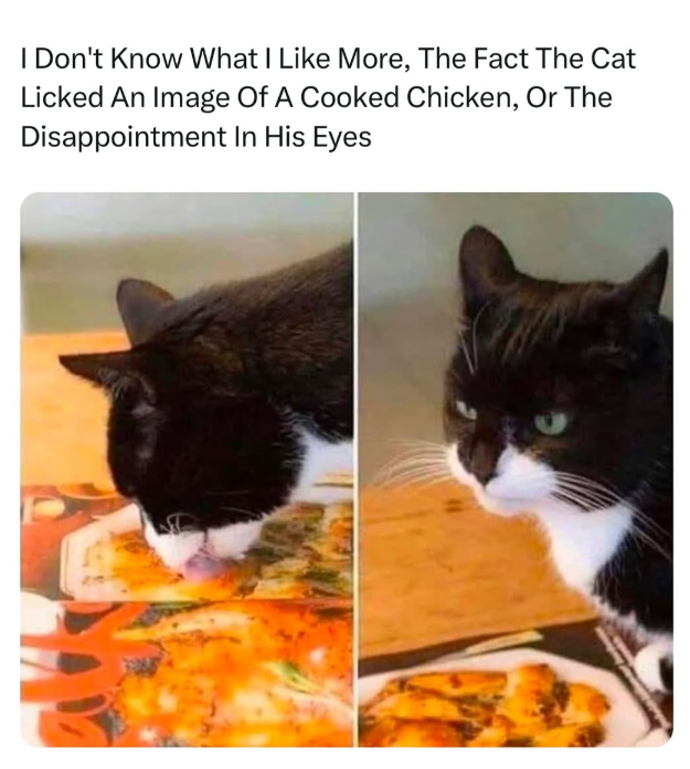 I Don't Know What I Like More, The Fact The Cat Licked An Image Of A Cooked Chicken, Or The Disappointment In His Eyes