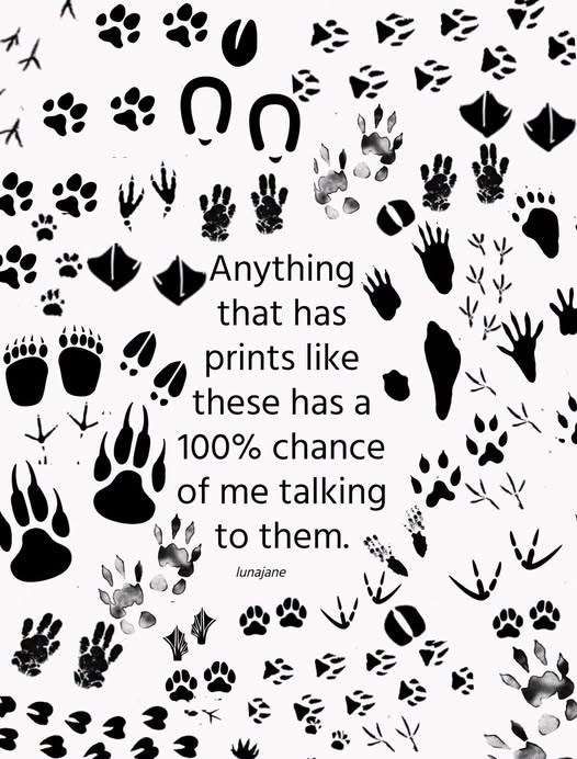 Anything that has prints like these has a 100% chance of me talking to them. lunajane