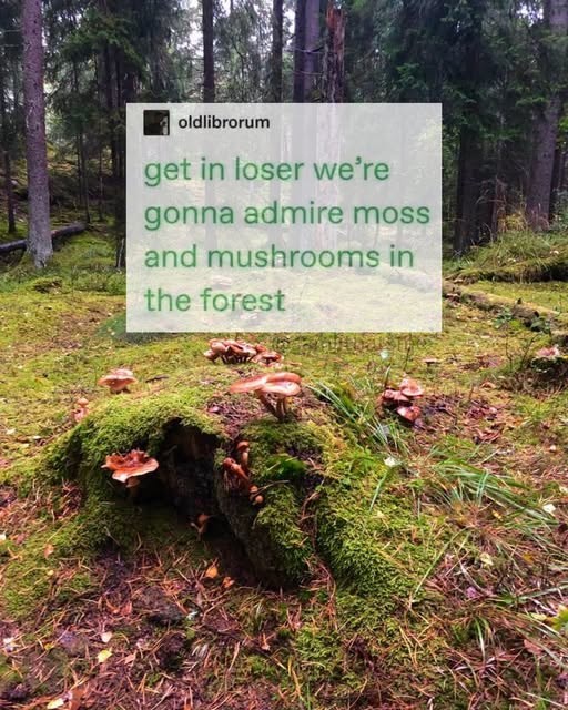 oldlibrorum get in loser we're gonna admire moss and mushrooms in the forest
