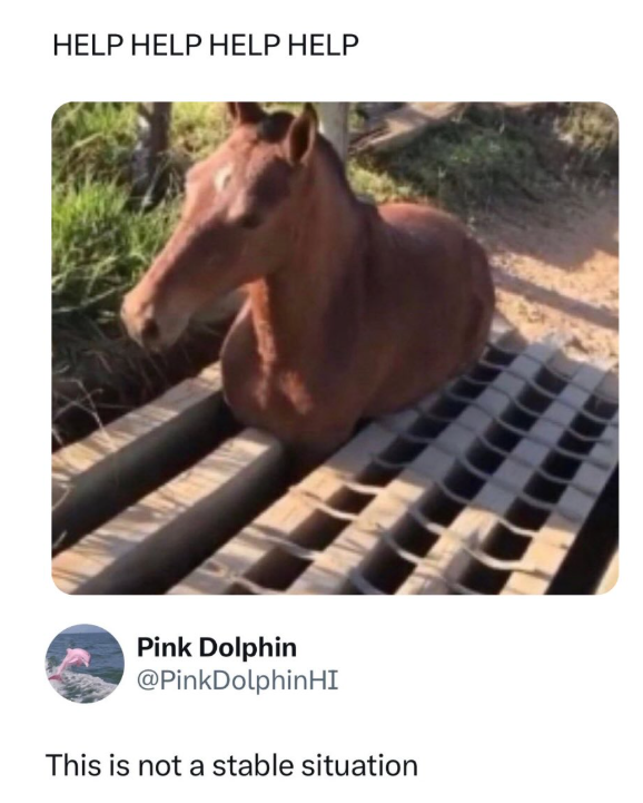 HELP HELP HELP HELP Pink Dolphin @PinkDolphinHI This is not a stable situation