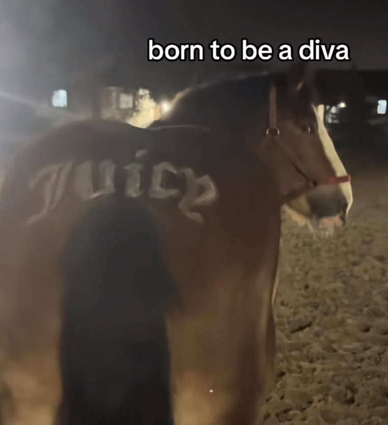 born to be a diva Juich