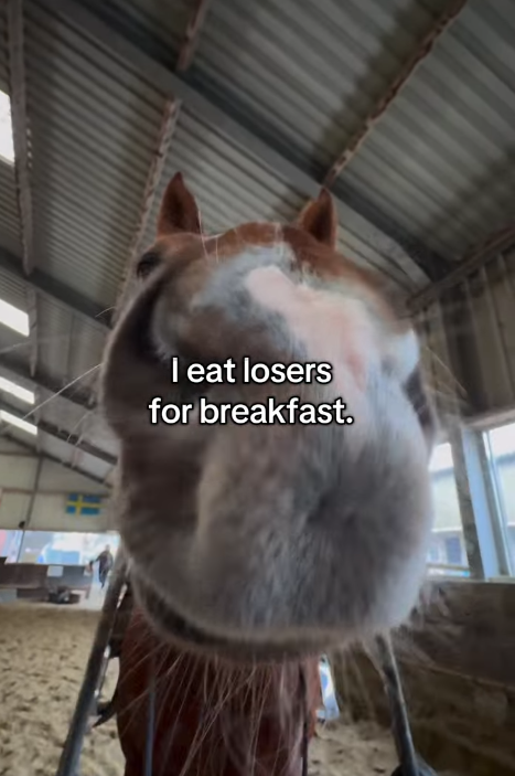 I eat losers for breakfast.