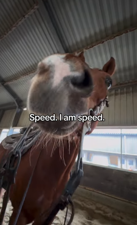 Speed. I am speed. H