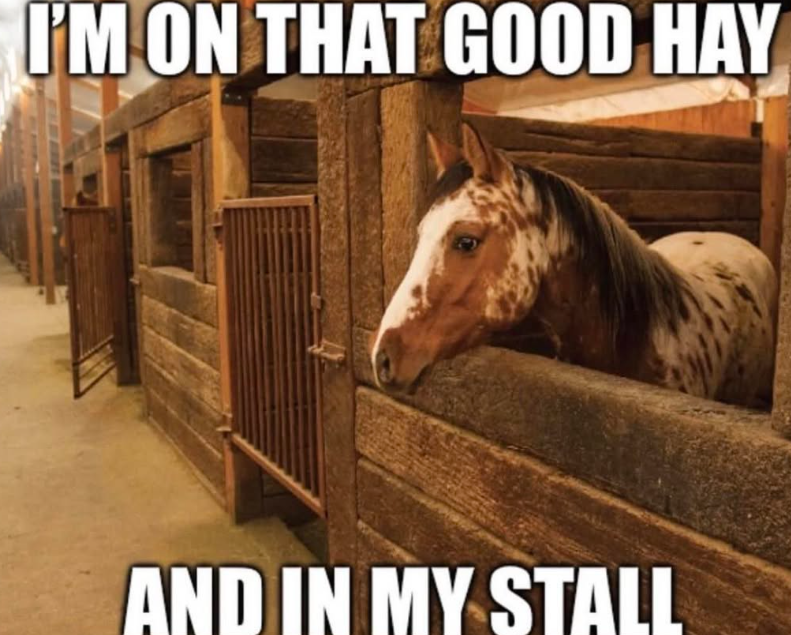 I'M ON THAT GOOD HAY AND IN MY STALL