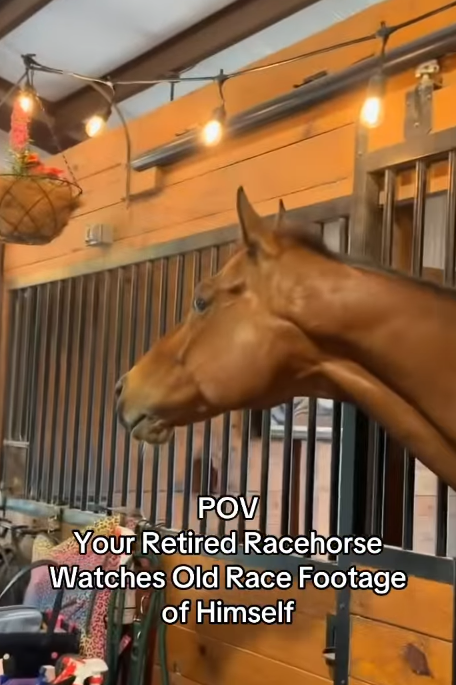 POV Your Retired Racehorse- Watches Old Race Footage of Himself