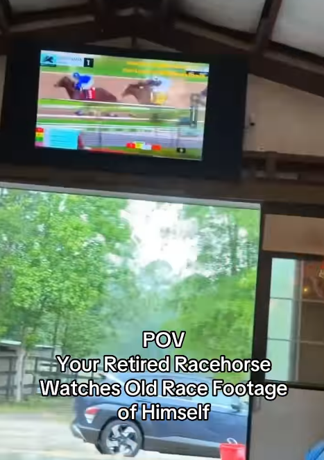 POV Your Retired Racehorse Watches Old Race Footage of Himself