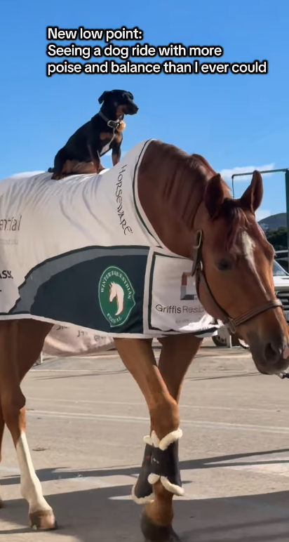 New low point: Seeing a dog ride with more poise and balance than I ever could ental SX HORSEWARE Griffis Res
