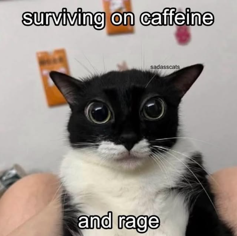 surviving on caffeine sadasscats and rage
