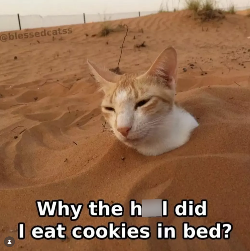 @blessedcatss 44 Why the h I did I eat cookies in bed?