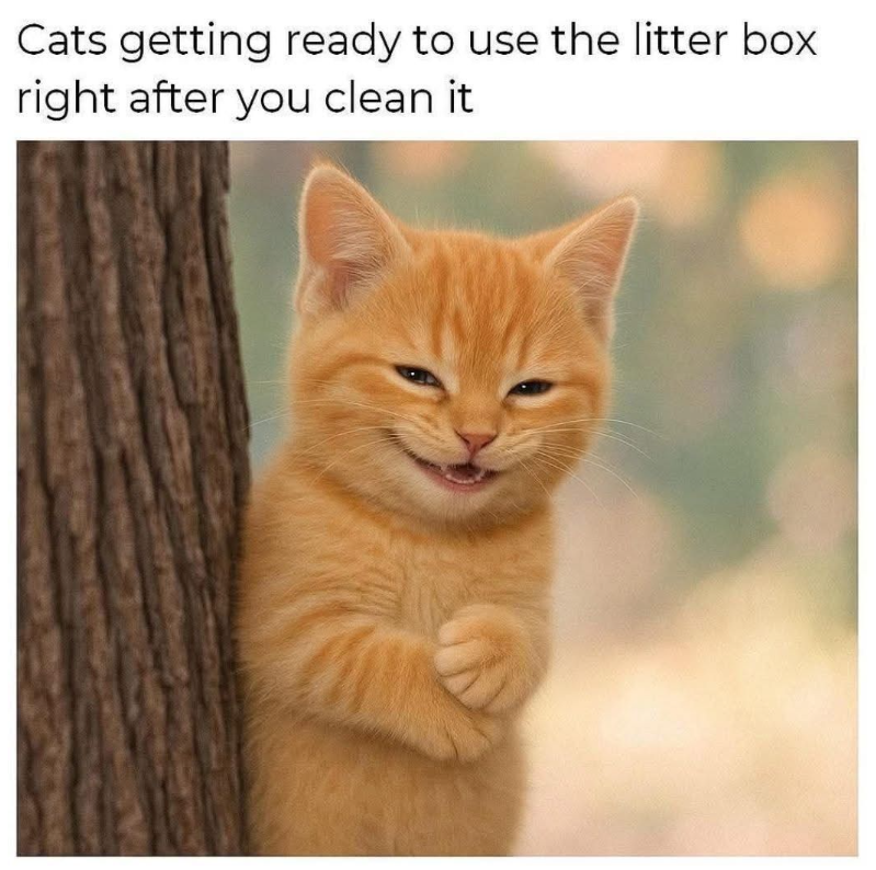 Cats getting ready to use the litter box right after you clean it