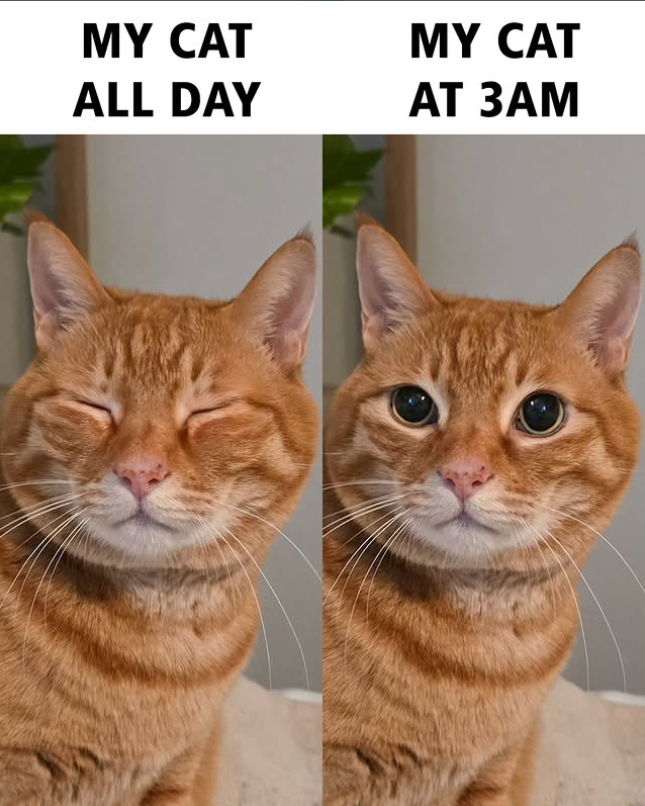 MY CAT ALL DAY MY CAT AT 3AM