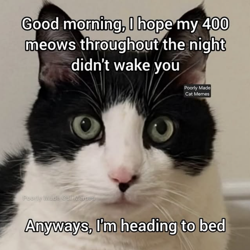 Good morning, I hope my 400 meows throughout the night didn't wake you Poorly Made Cat Memes Poorly Made Cat Memes Anyways, I'm heading to bed