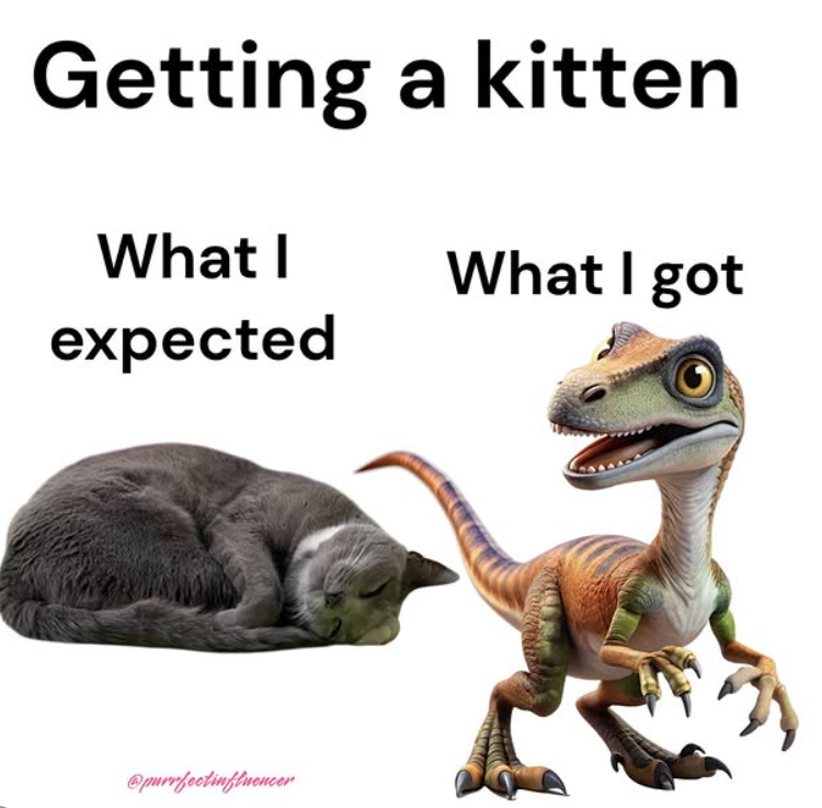 Getting a kitten What I What I got expected @purrfectinfluencer